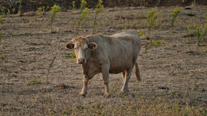 vaca quinta, produção carne natureza, mamífero