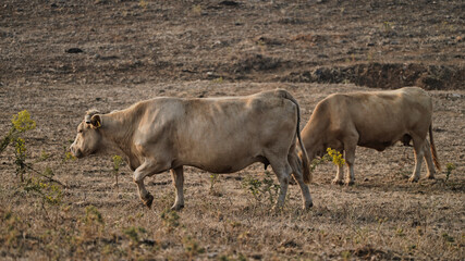Fototapeta premium vaca quinta, produção carne natureza, mamífero