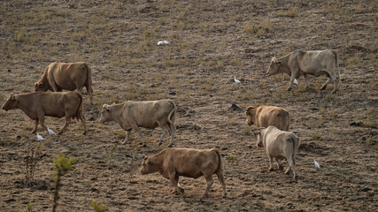 vaca quinta, produção carne natureza, mamífero
