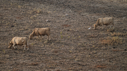 vaca quinta, produção carne natureza, mamífero