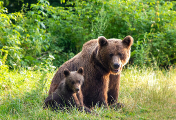 A brown bear with her cub sitting on the grass next to each other, together. Adorable bears family