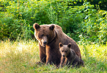 A brown bear with her cub sitting on the grass