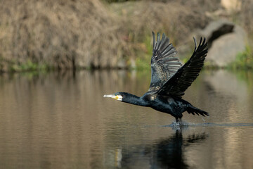 Cormoran, escena en vuelo y posado sobre arbol