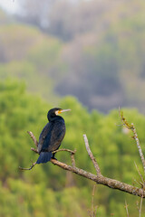 Cormoran, escena en vuelo y posado sobre arbol