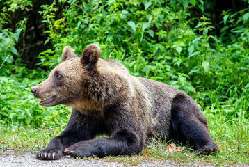 Fototapeta na wymiar Profile of a brown bear sitting on the grass