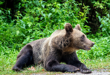 Fototapeta na wymiar A brown bear Ursus Actos sitting on the grass in nature