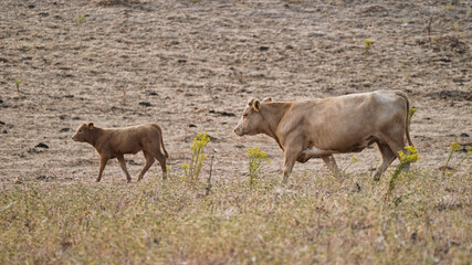 vaca quinta, produção carne natureza, mamífero