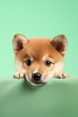 Funny and happy shiba inu puppy portrait peeking out from behind a green banner.