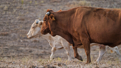 vaca quinta, produção carne natureza, mamífero