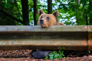 A brown bear sitting with its head resting on the railing on the side of the road