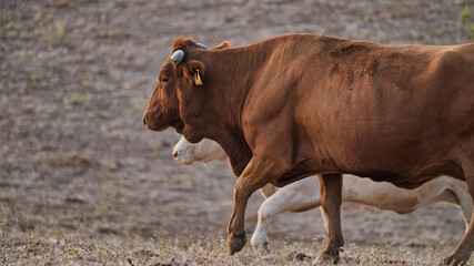 vaca quinta, produção carne natureza, mamífero
