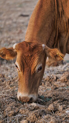 vaca quinta, produção carne natureza, mamífero