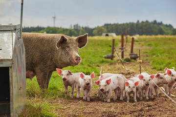 Eco pig farm in the field in Denmark - obrazy, fototapety, plakaty