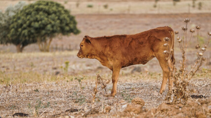 vaca quinta, produção carne natureza, mamífero