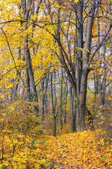 park in carpathian deciduous forest. beautiful nature scenery in autumn. foliage in fall colors