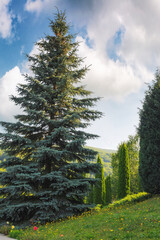Fototapeta na wymiar mountainous countryside scenery in summer. spruce tree on the grassy hill. summer vacations in carpathians, ukraine