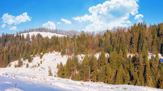 forest landscape on a sunny winter day. snow covered hills. frosty weather