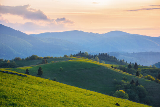 grassy hills and meadows on rolling hills. beautiful mountain landscape with borzhava ridge in the distance in evening light
