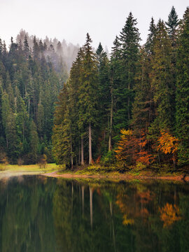 foggy autumn scenery with lake. forest reflection. gloomy weather