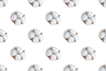 Cotton flower pattern isolated on white, transparent background, PNG. Top view, flat lay, wallpaper, backdrop