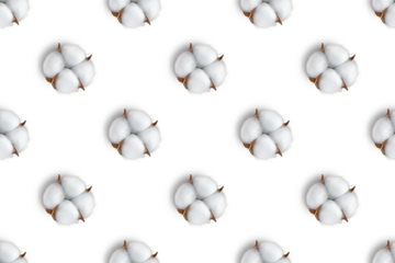 Cotton flower pattern isolated on white, transparent background, PNG. Top view, flat lay, wallpaper, backdrop