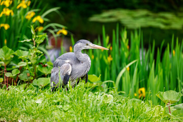 Grey Heron 