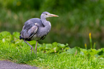Naklejka premium Grey Heron 