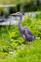Grey Heron 