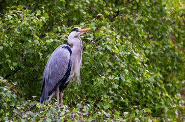 Grey heron 