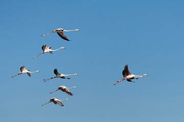 Flamencos volando sobre cielo azul