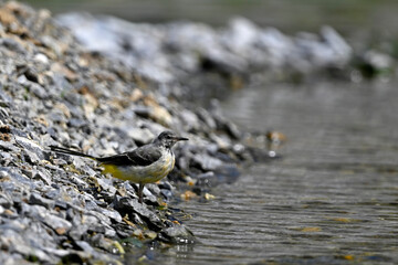 Grey wagtail // Gebirgsstelze (Motacilla cinerea)