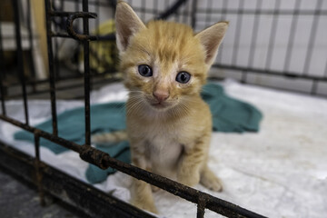 Small cat puppy © celiafoto