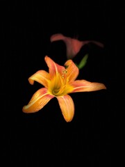 Orange tiger lily with black background 