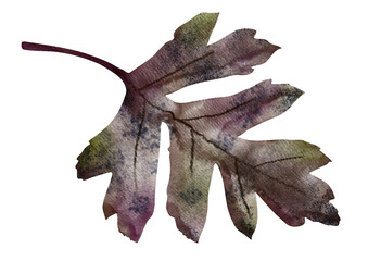 Fototapeta premium Autumn oak leaf watercolor. Botanical background. PNG transparent background