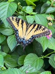 Giant yellow swallowtail butterfly 