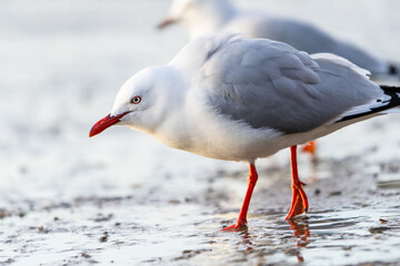 Red-billed gull stirring sand for food closeup