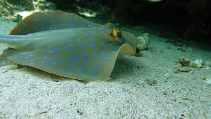 Stingrays - Batoidea  Taeniura lymma. Stingray Family, Spotted Stingrays. Taeniura lymma.  © Vitalii6447