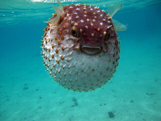 Fish hedgehog. Yellow-spotted cyclicht - grows up to 34 cm, feeds on crustaceans and molluscs. In...