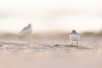Bird on the beach, young kentish plover.