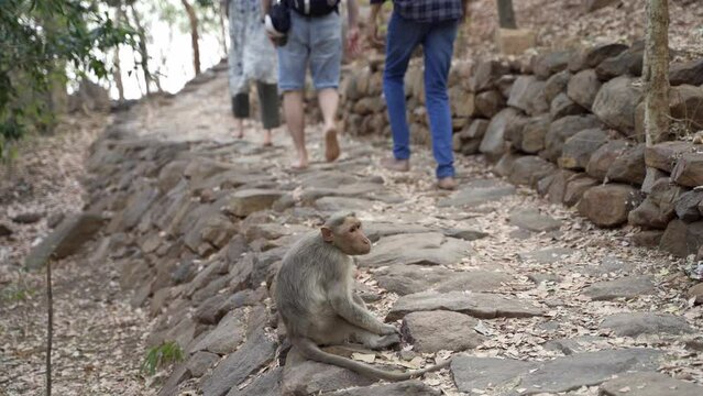 Bonnet macaque monkey, sitting on the side of a path. People passing by. walking