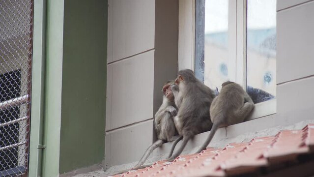 Family of 3 bonnet macaques monkeys sleeping on the edge of window. India