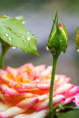 Colored rose buds in raindrops. Beautiful flowers in raindrops. Close Up. Vertical Shot. Photography.