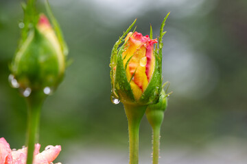 Colored rose buds in raindrops. Beautiful flowers in raindrops. Close Up. Photography.