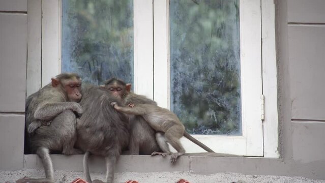 Family of bonnet macaques monkeys sitting on the edge of window. India