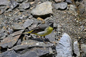 Grey wagtail // Gebirgsstelze (Motacilla cinerea)