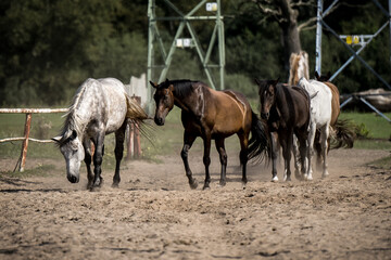 beautiful horses in a stud farm