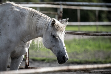 beautiful horses in a stud farm