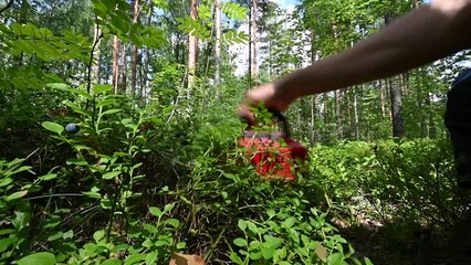 Wild  blueberry picking in Scandinavia forest with berry-picking rake.