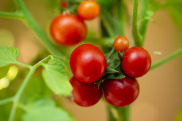 Ripe cherry tomato plant growing in garden