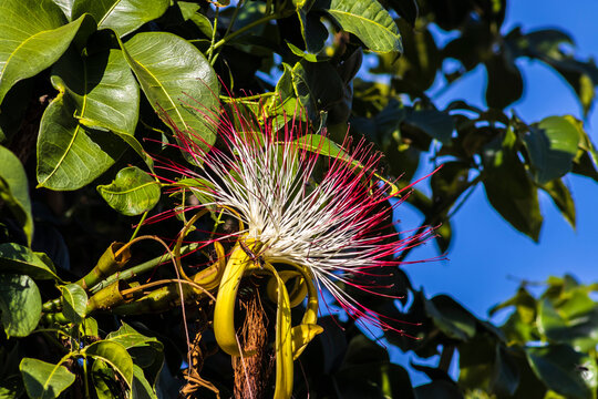Flower of exotic fruit Monguba (pachira aquatica) in Brazil